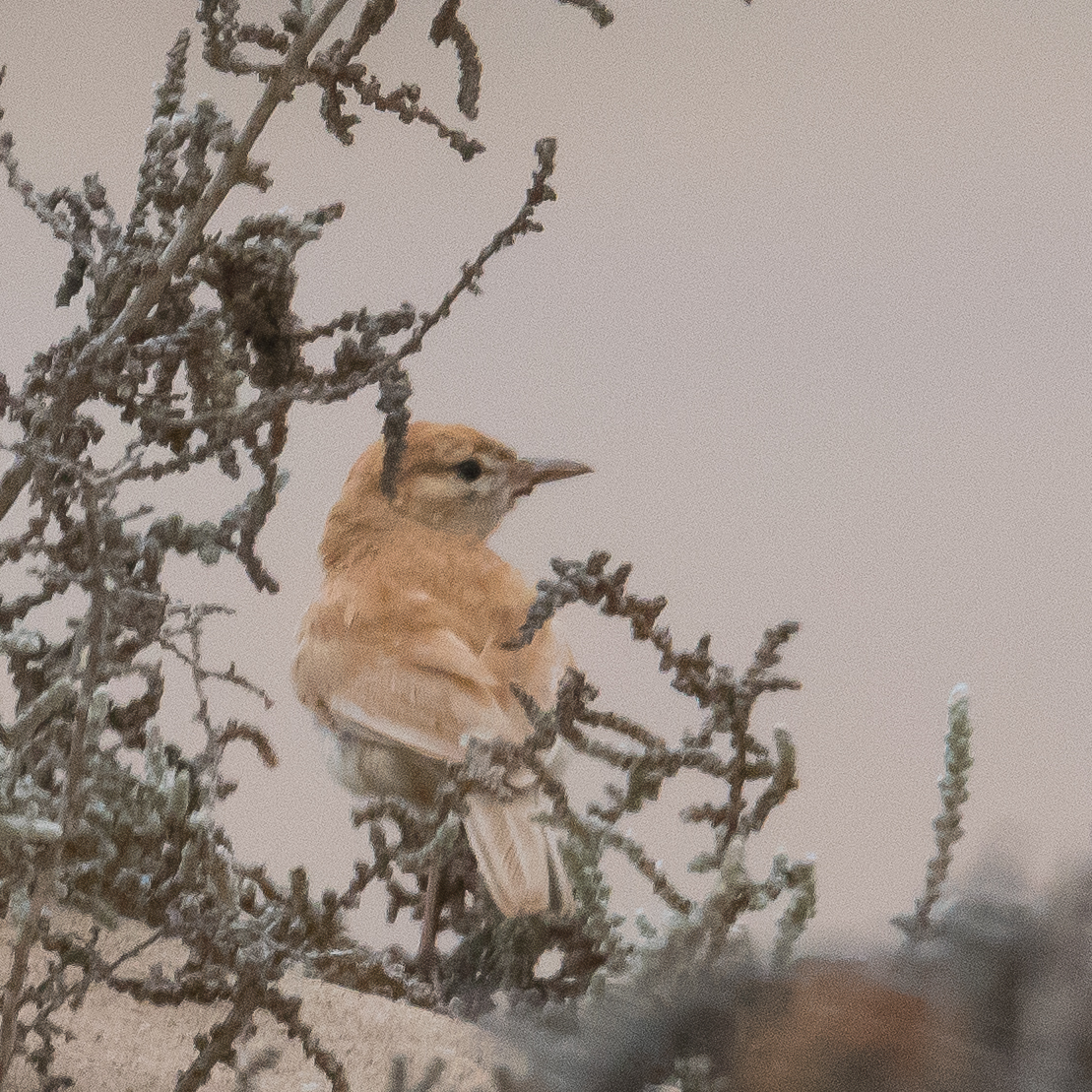 Alouette à dos roux (Dune lark, Calendulauda erythrochlamys), adulte perché, Delta de la rivière Kuiseb, Parc National de Dorob, Namibie.